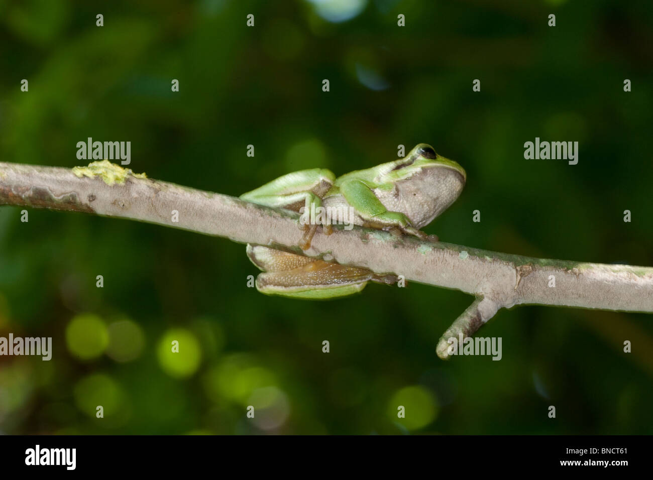 European tree frog (Hyla arborea), dans l'Auvergne, France. Banque D'Images