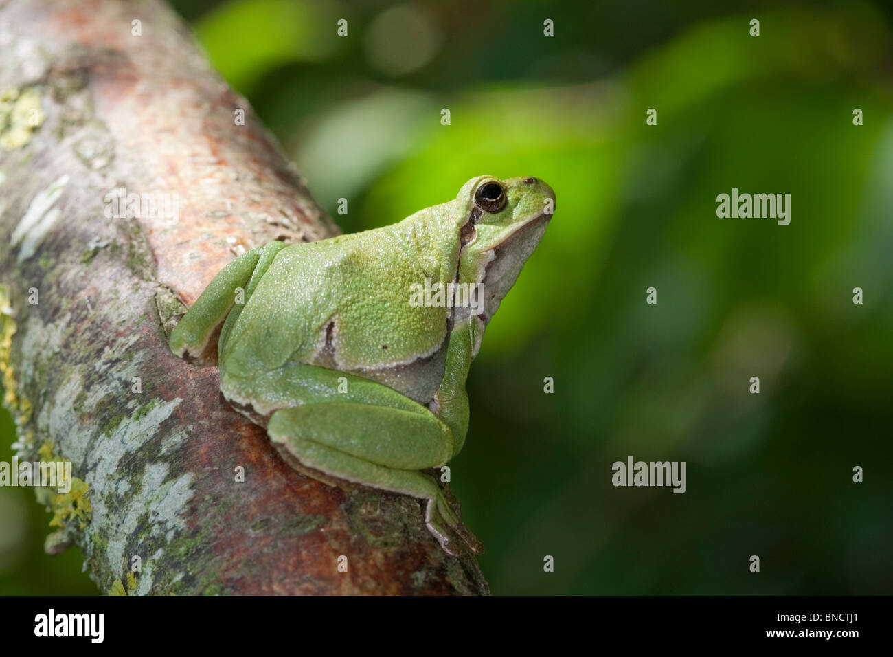European tree frog (Hyla arborea), dans l'Auvergne, France. Banque D'Images