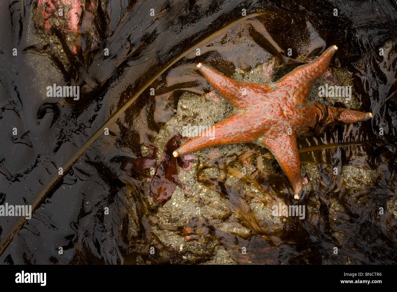 Un cuir (Dermasterias imbricata) dans une plage de marée le long Enderts dans Redwood National Park, California, USA Banque D'Images
