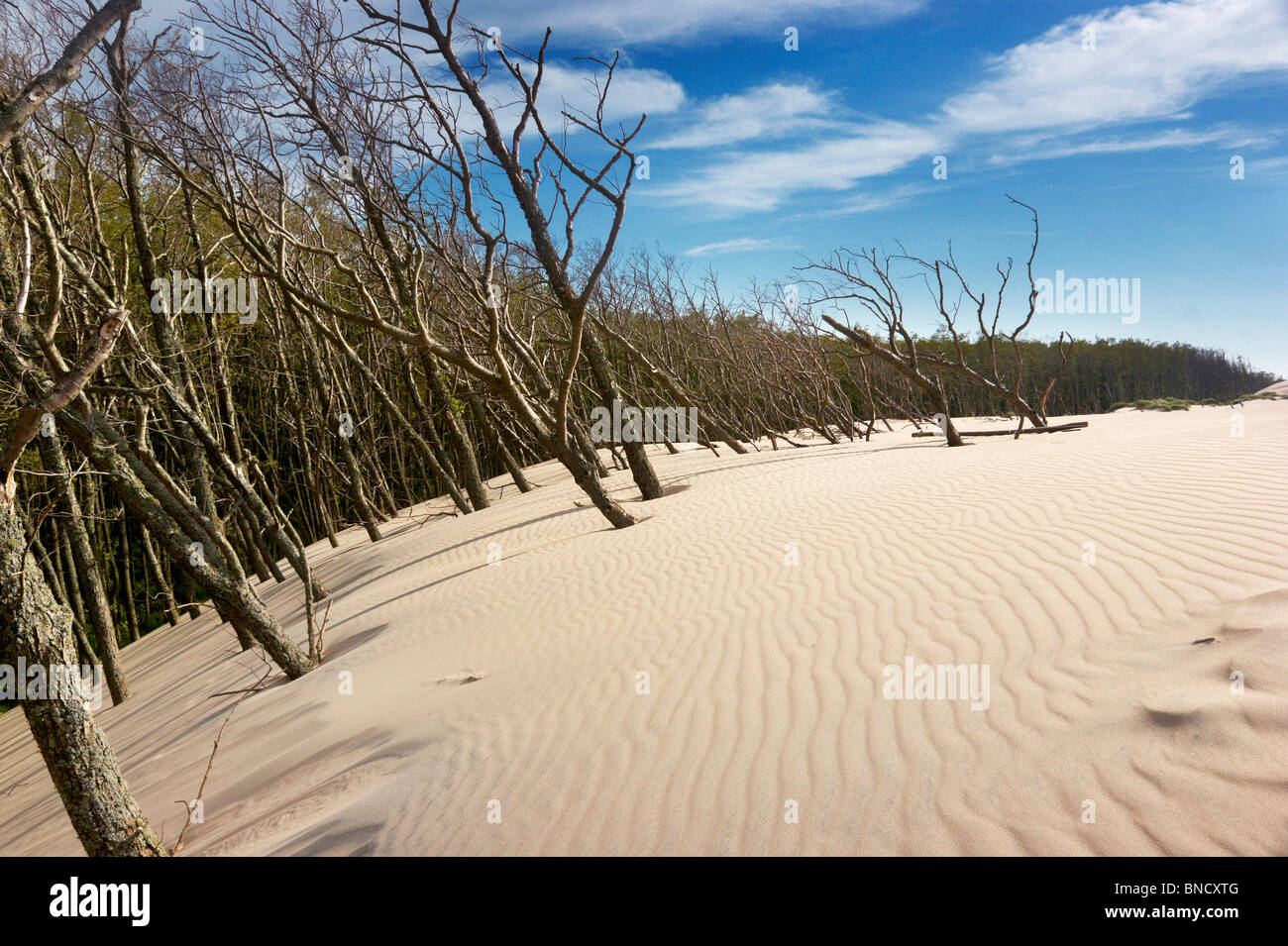 Leba - Parc National Slowinski, dunes ameuhsante, Pologne Banque D'Images