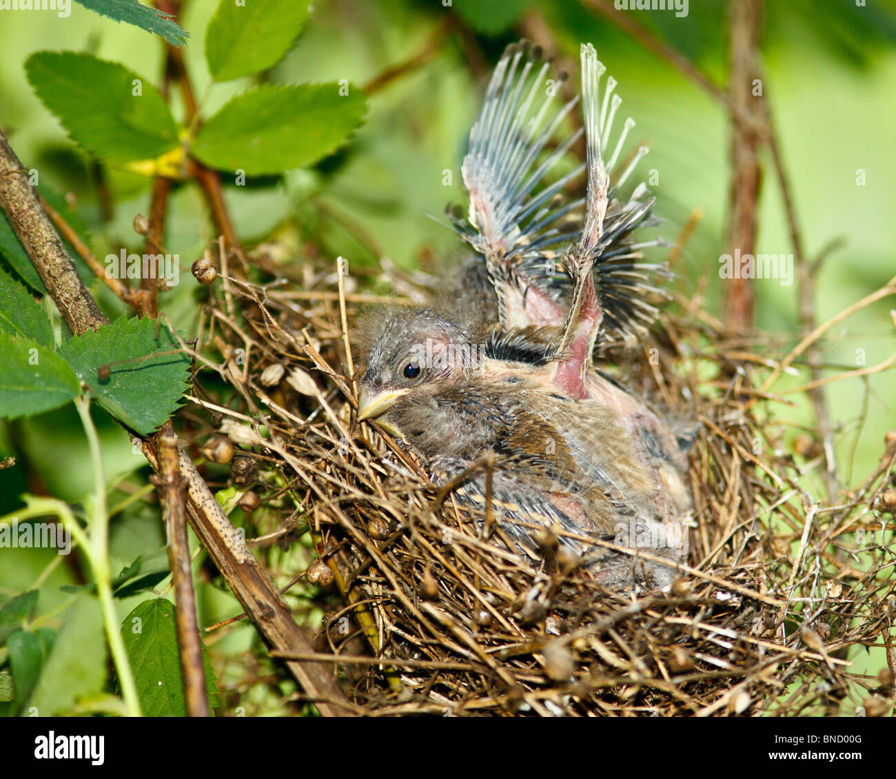 Le nid de la politique Rosefinch (Carpodacus erythrinus) avec les oisillons dans une nature sauvage. Banque D'Images