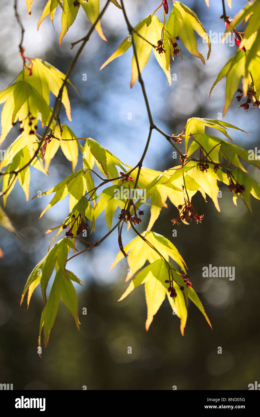 Printemps - le premier beau vert éclatant les feuilles d'Acer palmatum ssp amoenum Banque D'Images