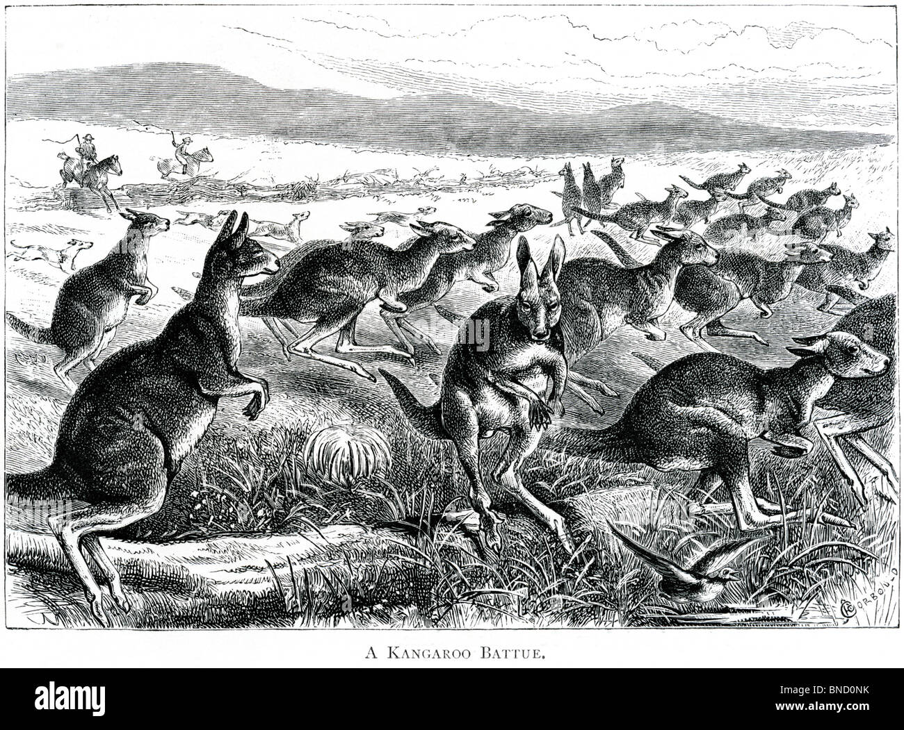 1881 Gravure Le Boomerang pour tuer les oiseaux et animaux 