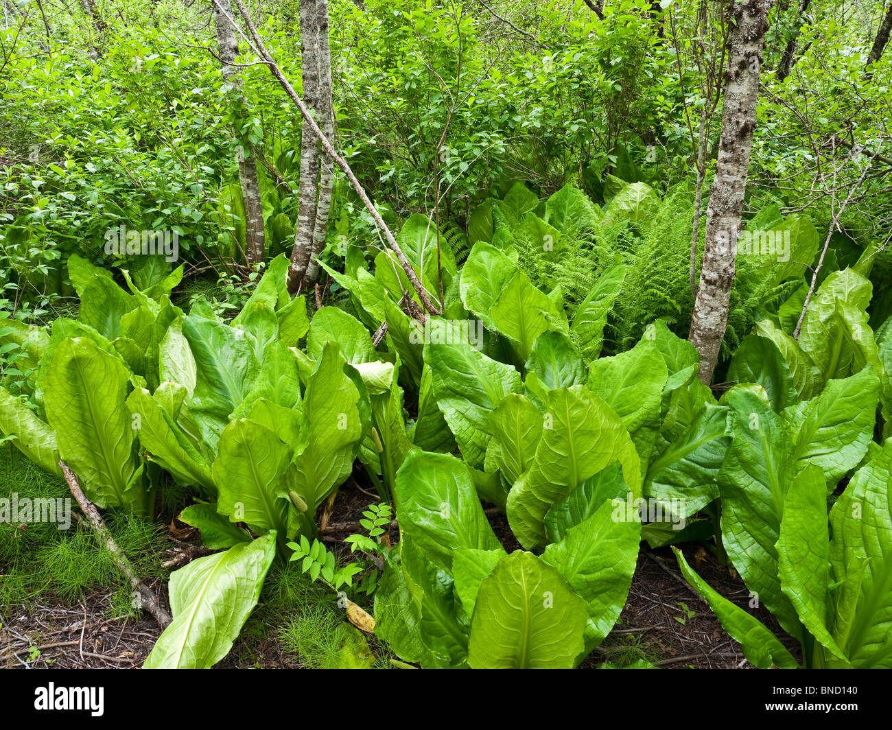 Choux de l'ouest ou sur le Lysichiton americanus Lysichiton Trail dans le parc national du Mont Revelstoke BC Canada. Banque D'Images