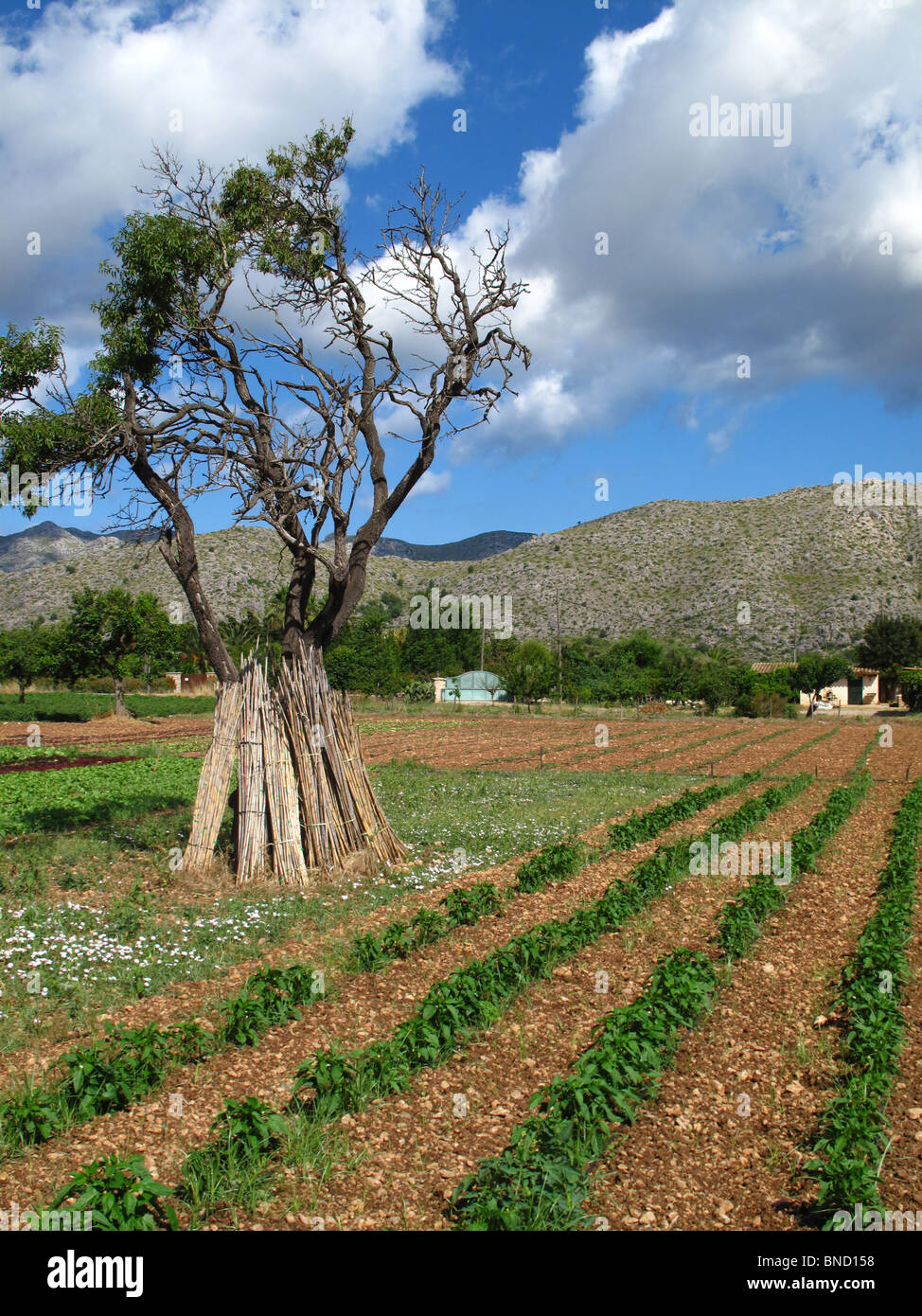 Paysage rural près de Pollensa Majorque Espagne Banque D'Images