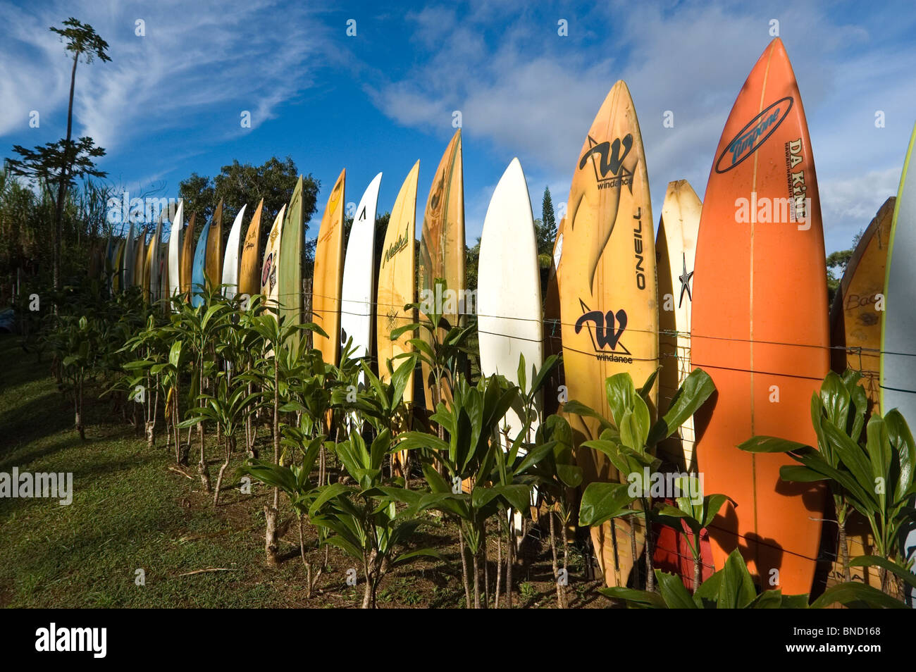 Elk284-4373, Maui, Hawaii surf fence Banque D'Images