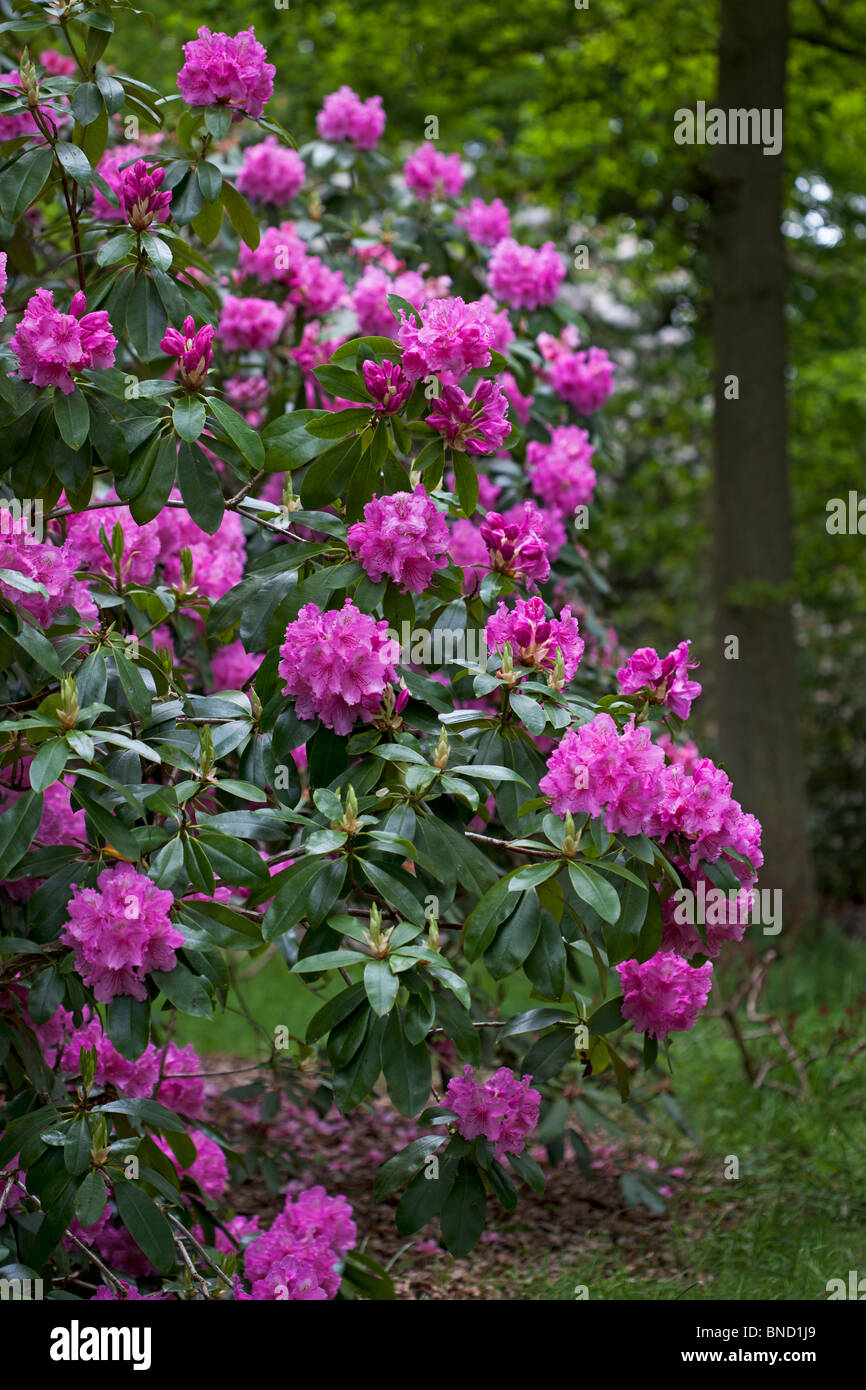 Rhododendron 'Pink pearl' photographié en mai dans le Yorkshire du Nord Banque D'Images