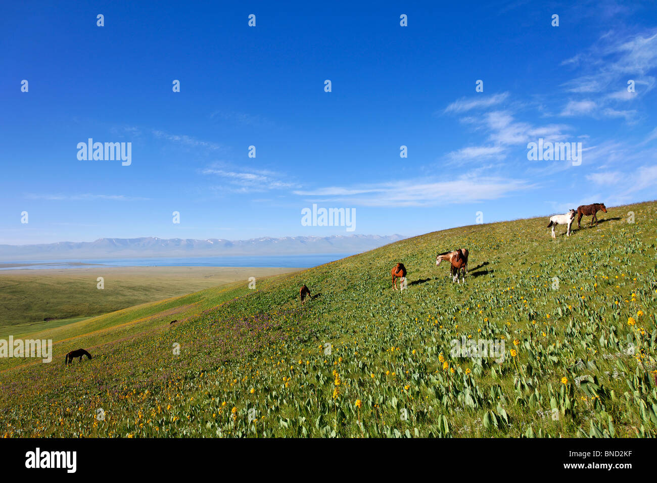 Le pâturage des chevaux près du lac Song Kul, Kirghizistan Banque D'Images