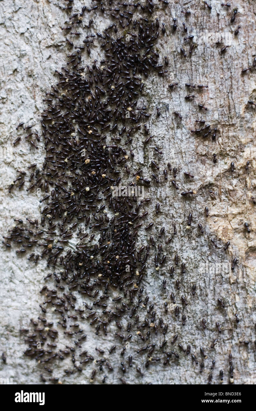 Armée de termites sur un arbre, Thaïlande Banque D'Images