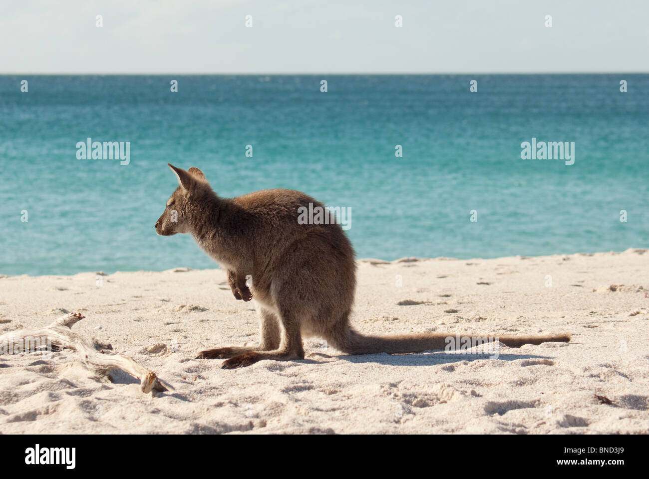 Le Wallaby sur la plage de Wineglass Bay, la péninsule de Freycinet, Tasmanie, Australie Banque D'Images