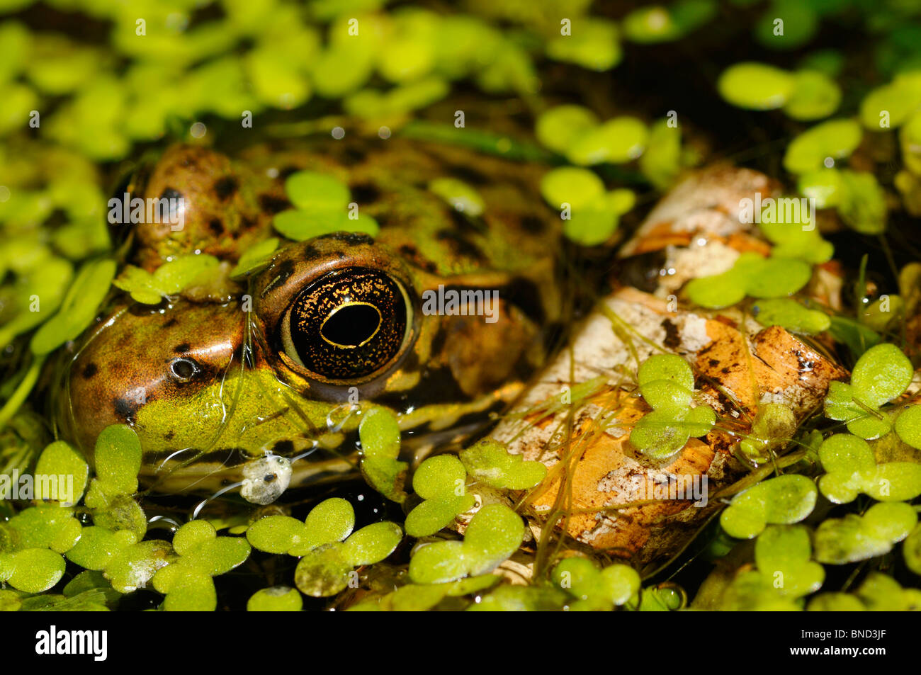 Close up d'un visage et des yeux de grenouille verte flottant dans un étang parmi les mauvaises herbes canard Banque D'Images