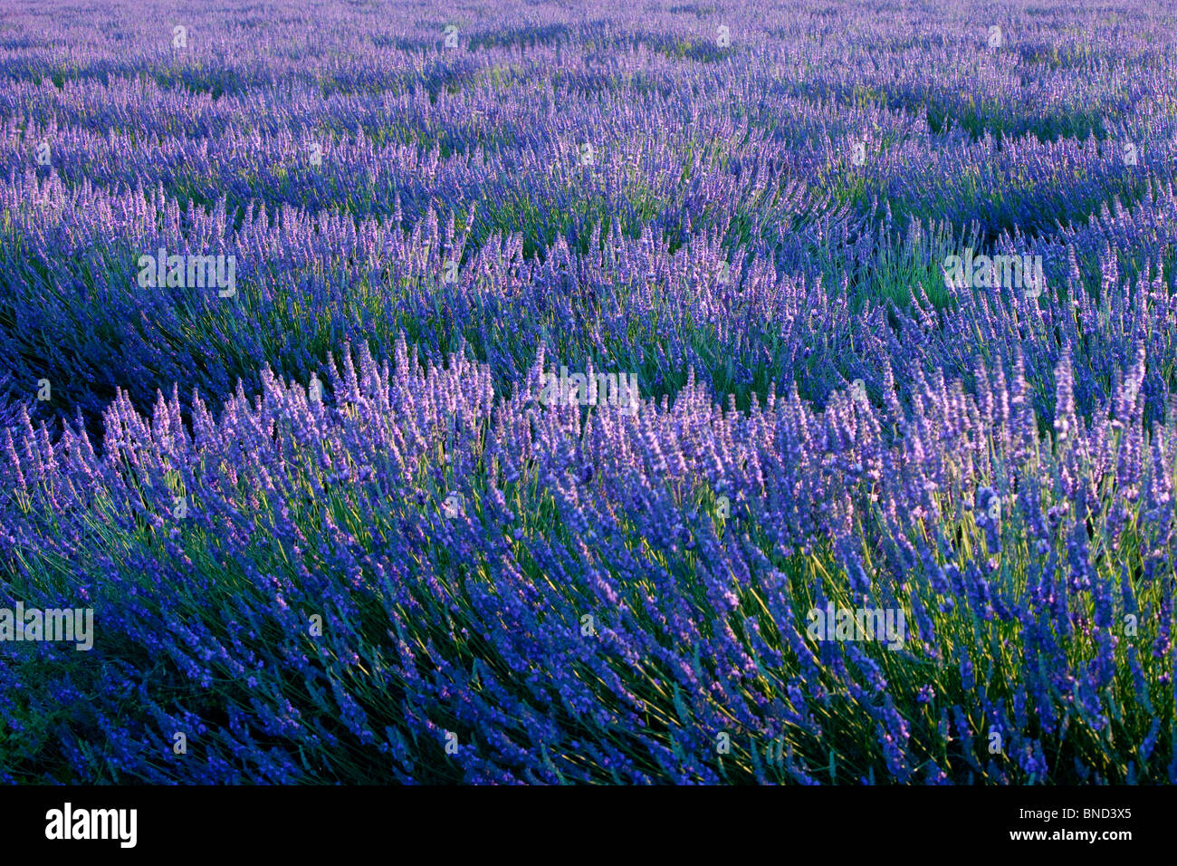 Champ de lavande sur le Plateau de Valensole, Provence France Banque D'Images