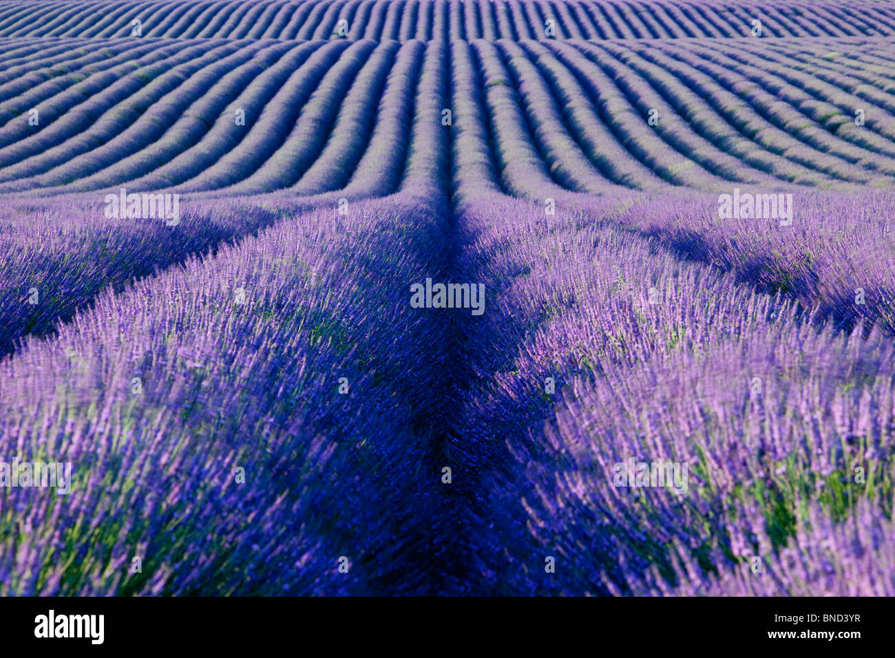 Champ de lavande sur le Plateau de Valensole, Provence France Banque D'Images