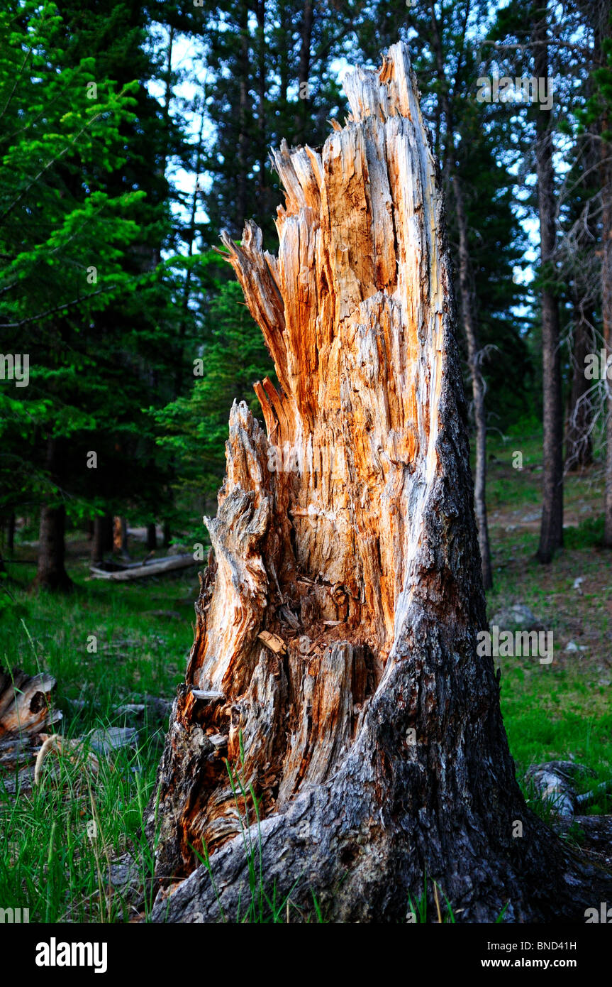 La rupture d'un tronc d'arbre. Le Parc National Jasper, Alberta, Canada. Banque D'Images