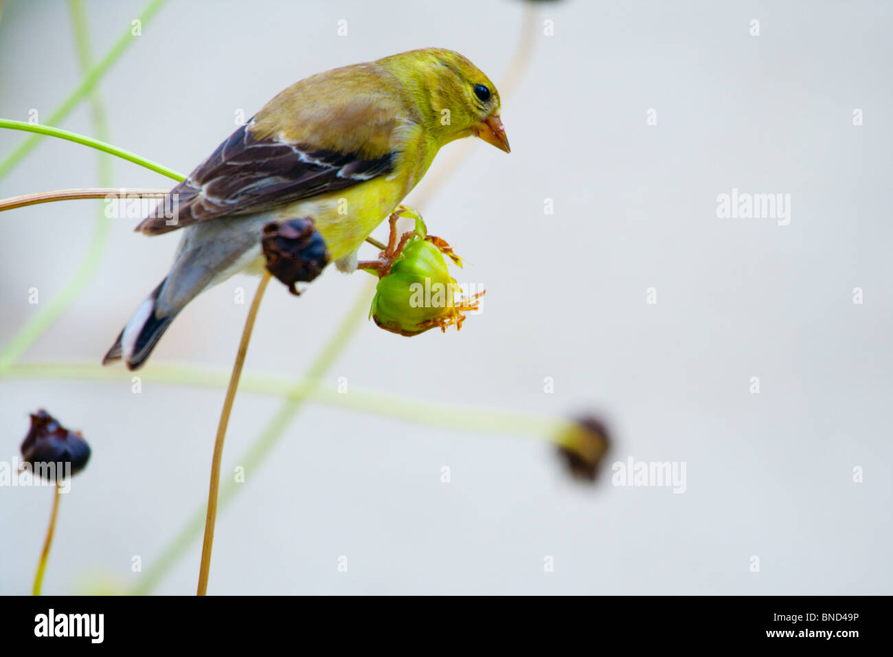 Finch jaune Banque D'Images