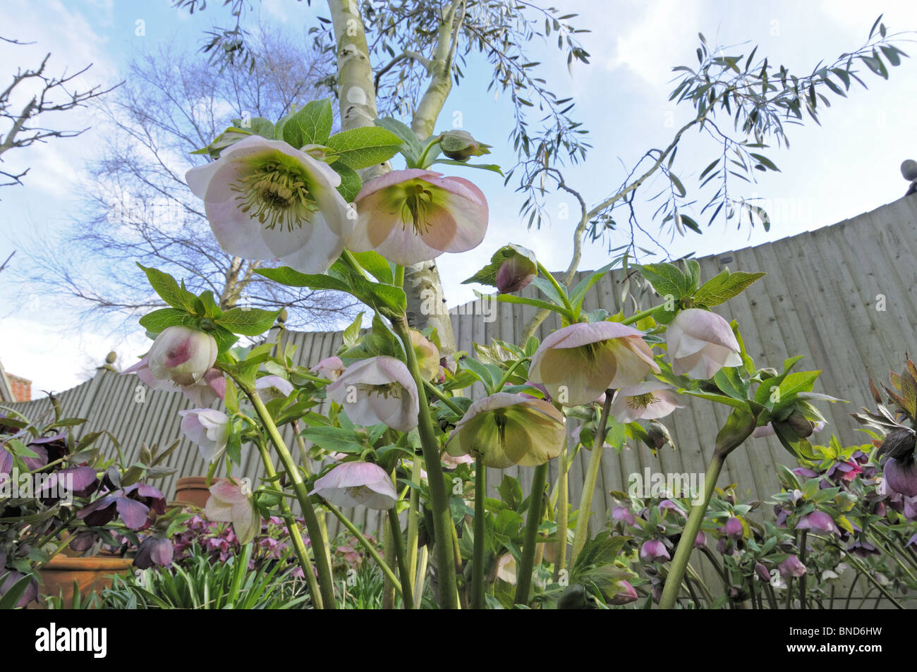 Graines hellébores, lenten rose, rose de Noël vue grand angle, UK, Mars Banque D'Images