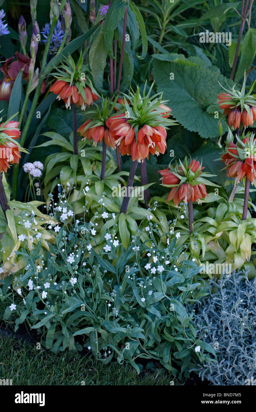 Fritillaria imperialis frontière dans un jardin Banque D'Images