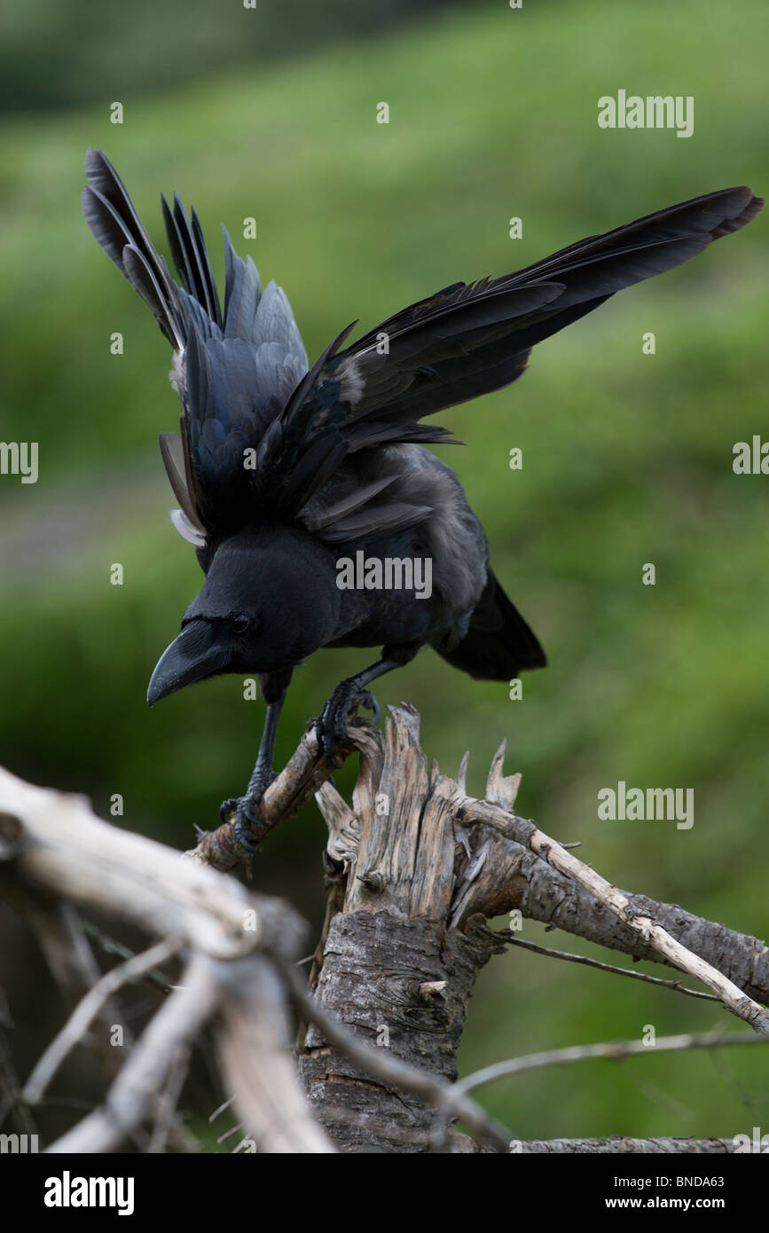 Un grand corbeau sur une souche d'arbre brisé volants plumes c'est Banque D'Images