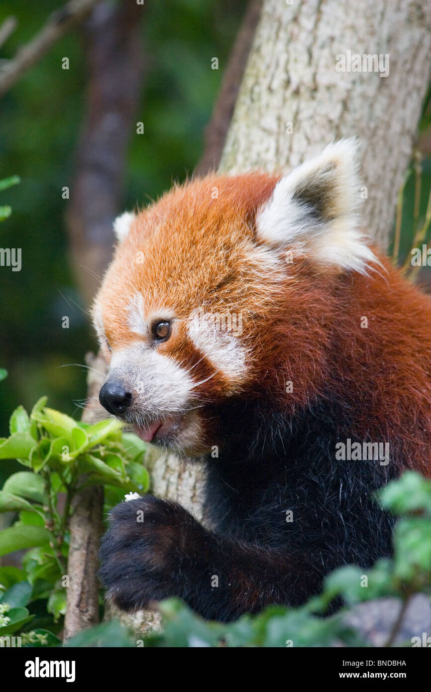 Le panda rouge (Ailurus fulgens) assis dans un arbre Banque D'Images