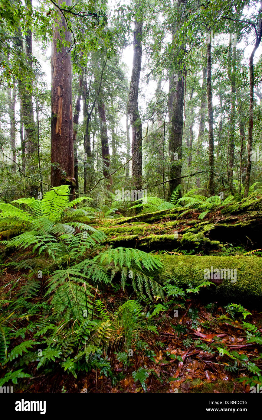 L'Antarctique luxuriante forêt de hêtres à Barrington Tops National Park, Australie Banque D'Images