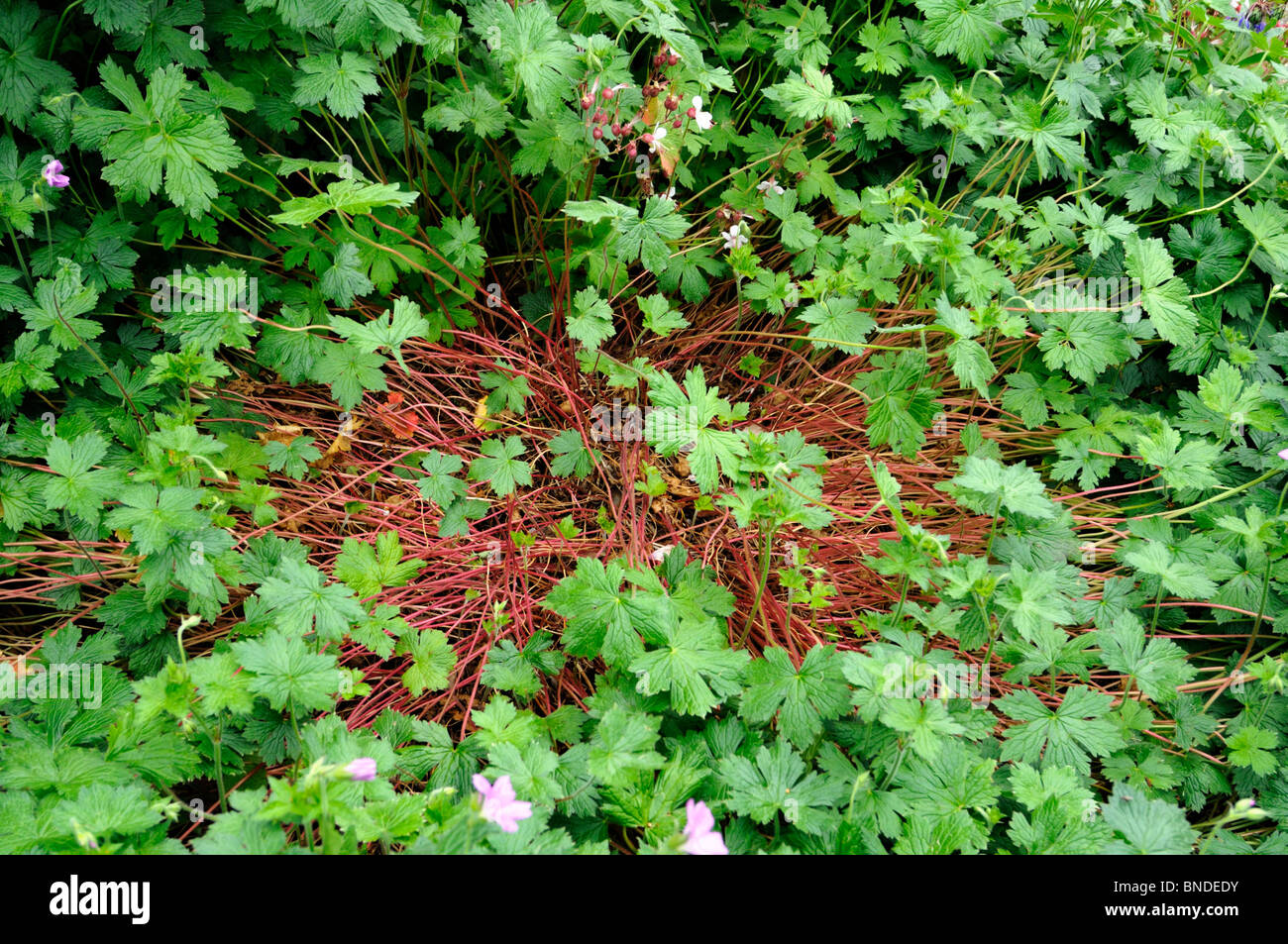 Géranium plantes aplaties par des rafales de vent fort. Banque D'Images