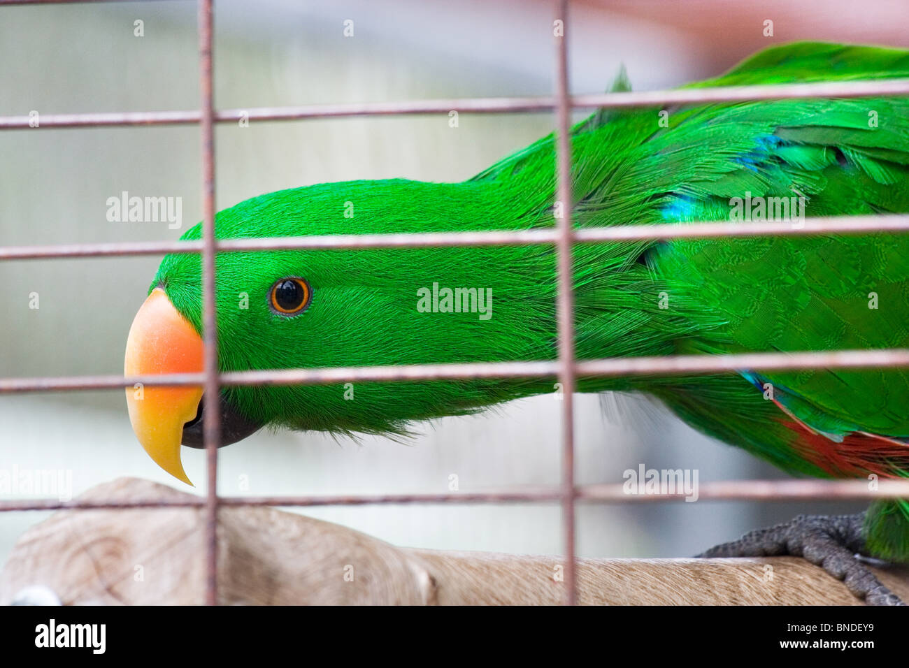 Perroquet Eclectus roratus Eclectus (dans une cage) Banque D'Images