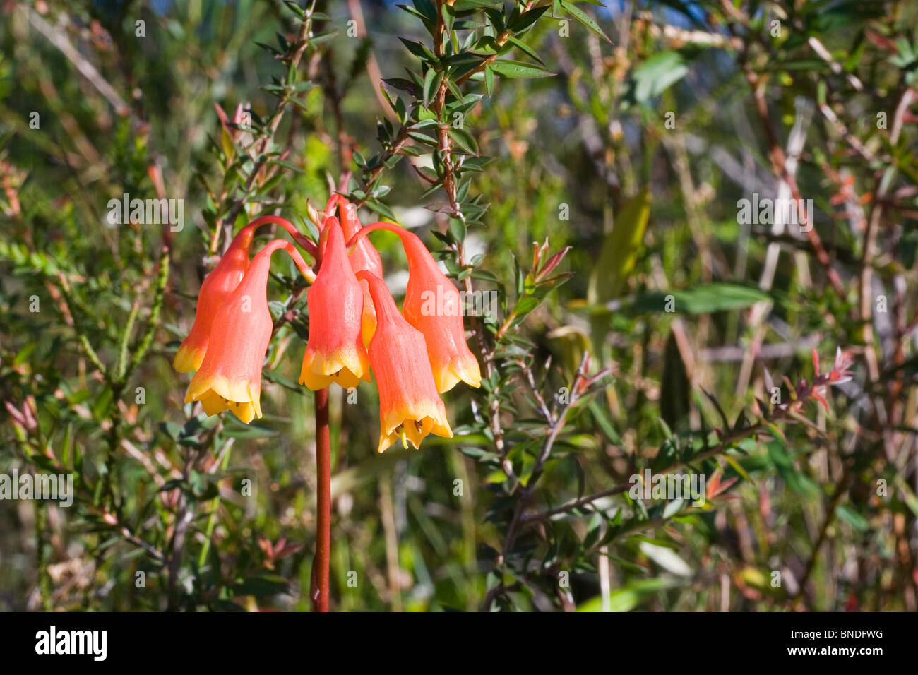 Bell noël fleurs (Blandfordia nobilis), Royal National Park, Australie Banque D'Images