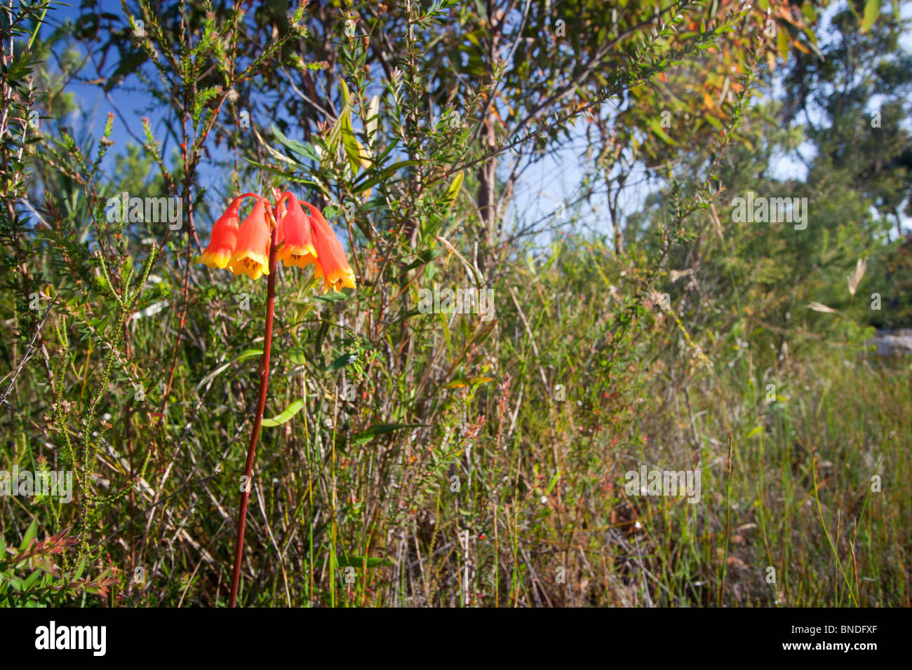 Bell noël fleurs (Blandfordia nobilis), Royal National Park, Australie Banque D'Images