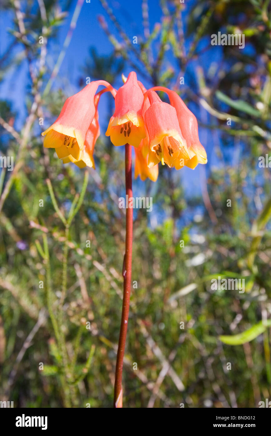 Bell noël fleurs (Blandfordia nobilis), toundra, réserve naturelle de l'Australie Banque D'Images