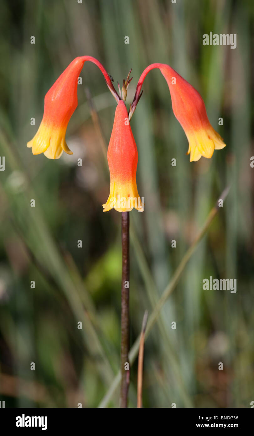 Bell noël fleurs (Blandfordia nobilis), toundra, réserve naturelle de l'Australie Banque D'Images