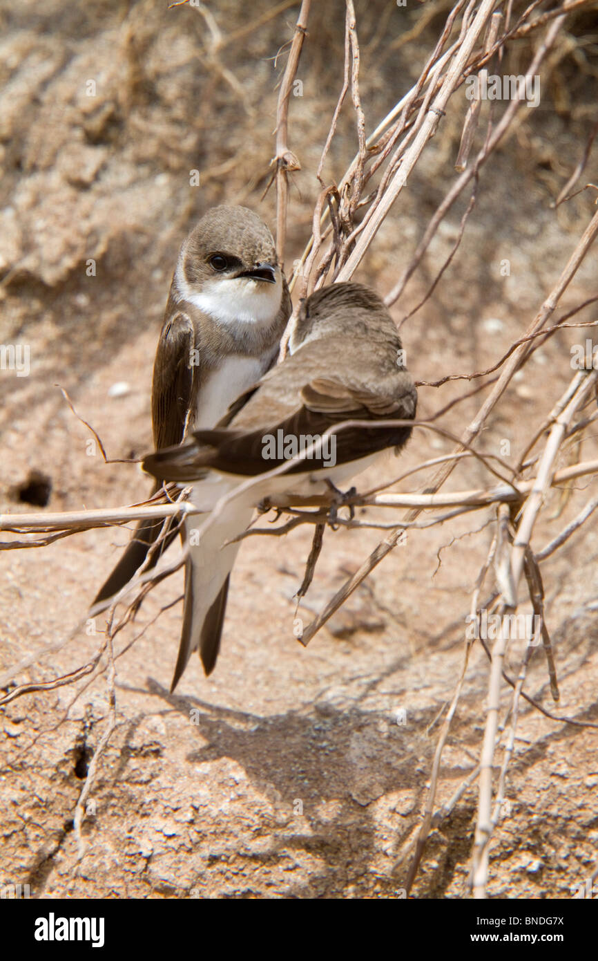 Sand Martin ; Riparia riparia, Cornwall Banque D'Images