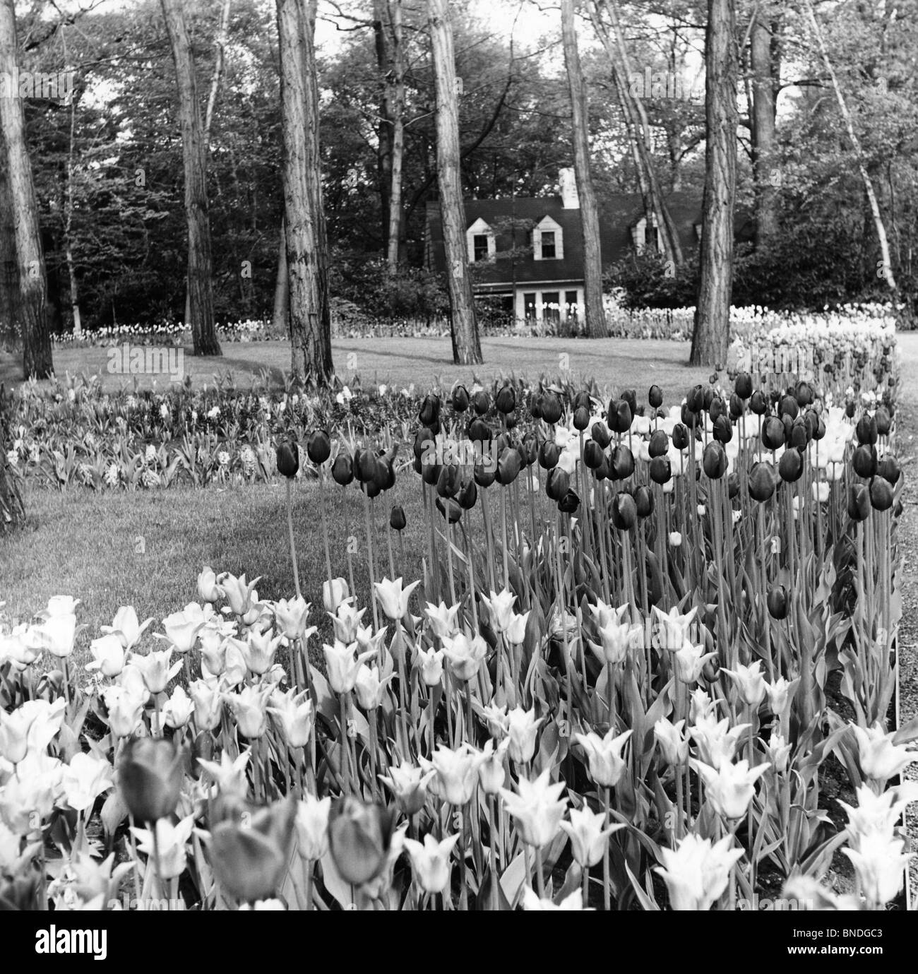 Tulipes Hackensack New Jersey USA Banque D'Images