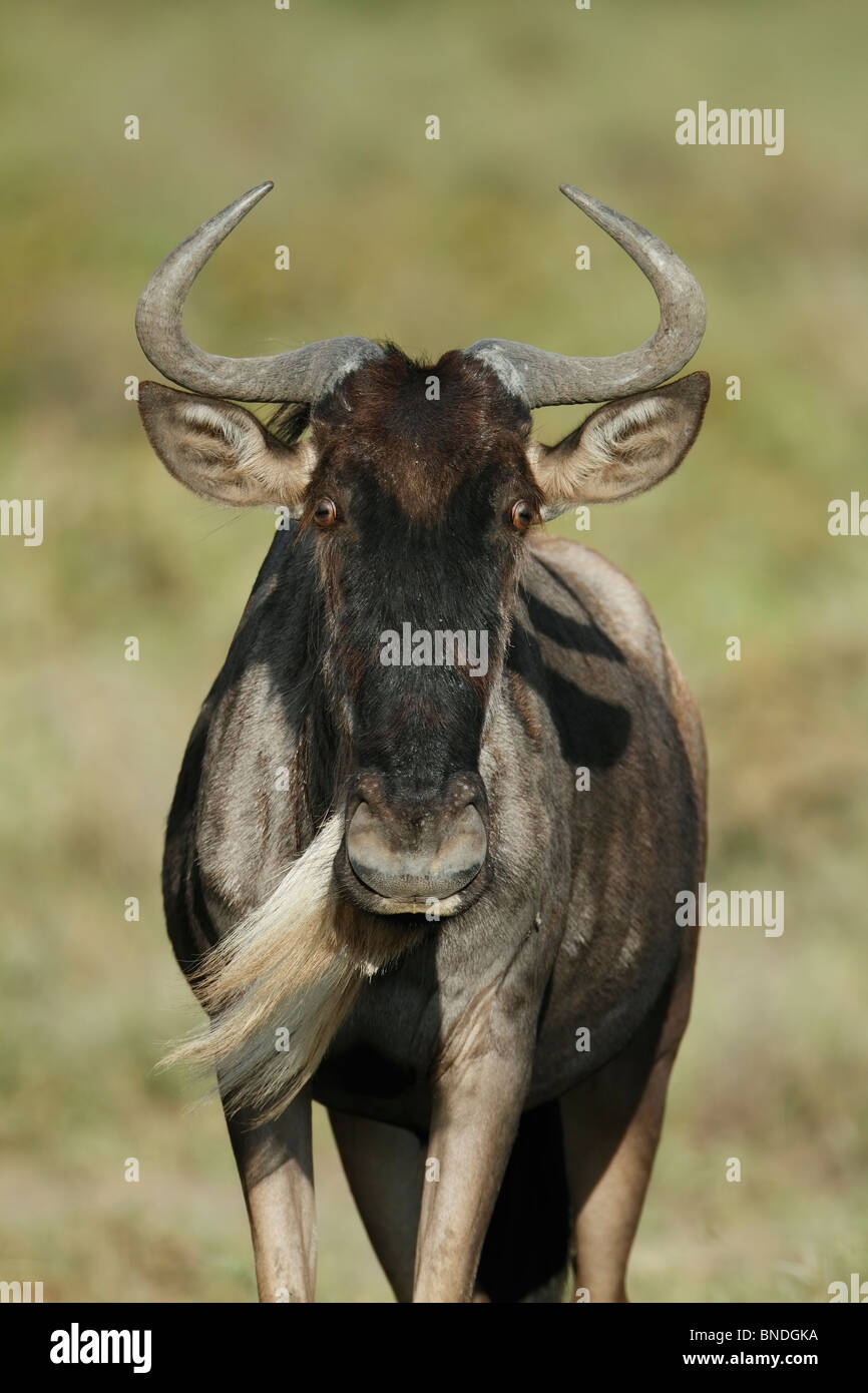 Migration des gnous, heure de naissance, pour les veaux de janvier à mars, le sud de l'écosystème du Serengeti, Tanzanie Banque D'Images