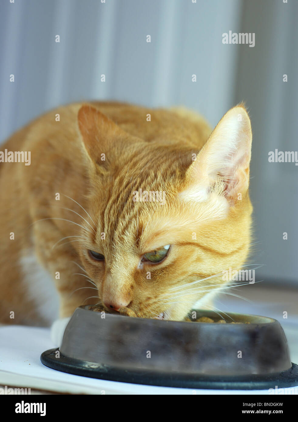 Manger des aliments pour chats à partir d'un bol Banque D'Images