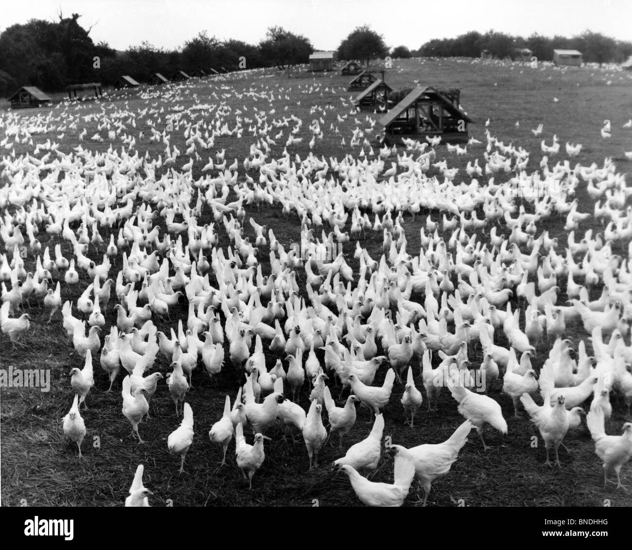 Portrait d'un champ de poulets Banque D'Images
