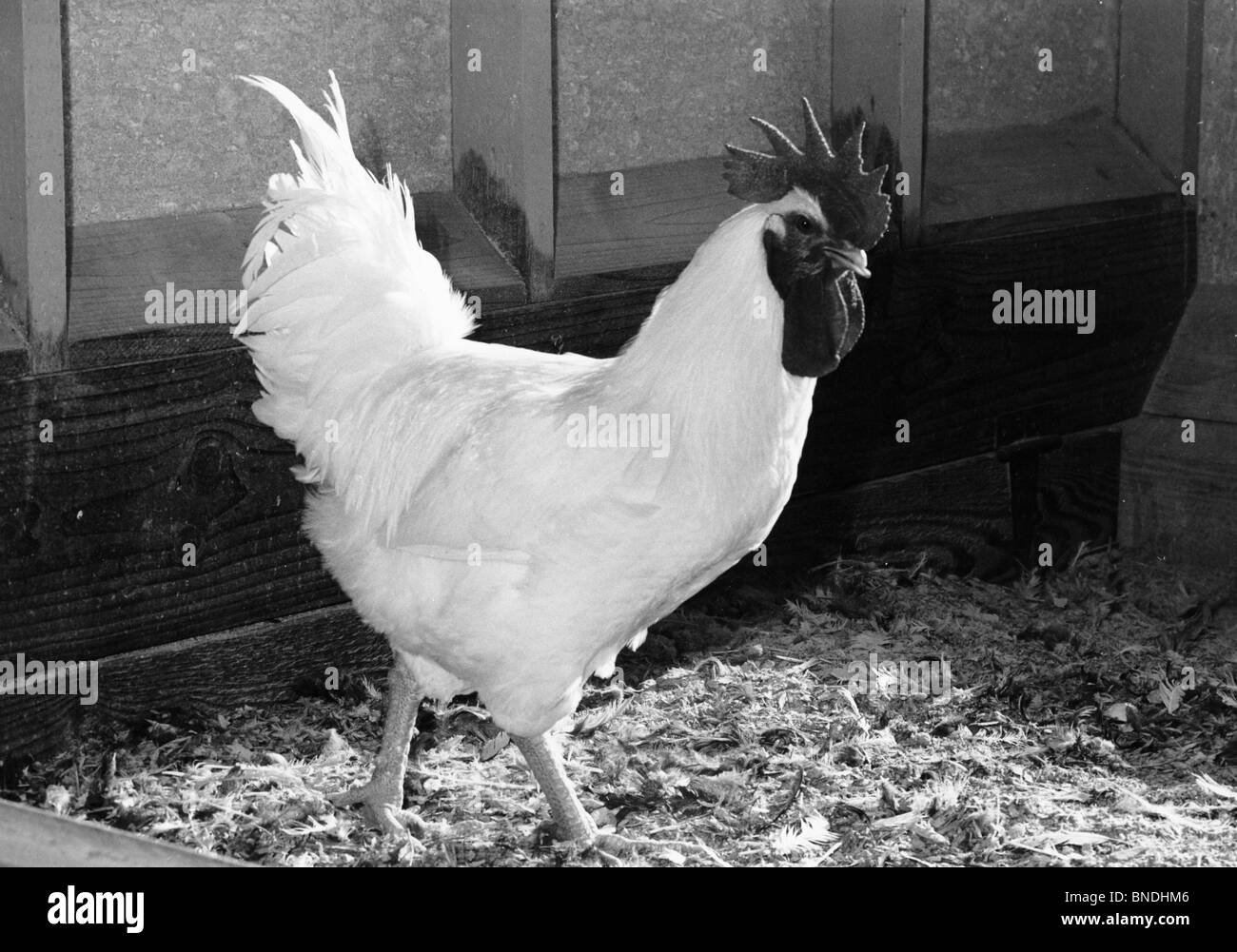 Portrait d'un coq Banque D'Images