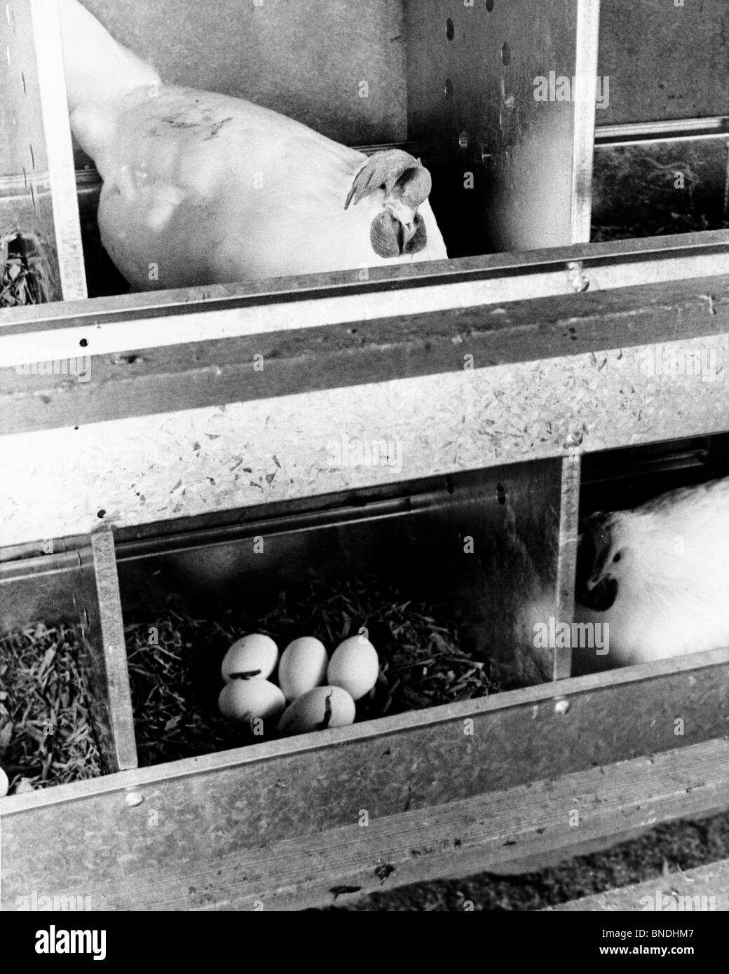 Des poulets dans un poulailler Banque D'Images