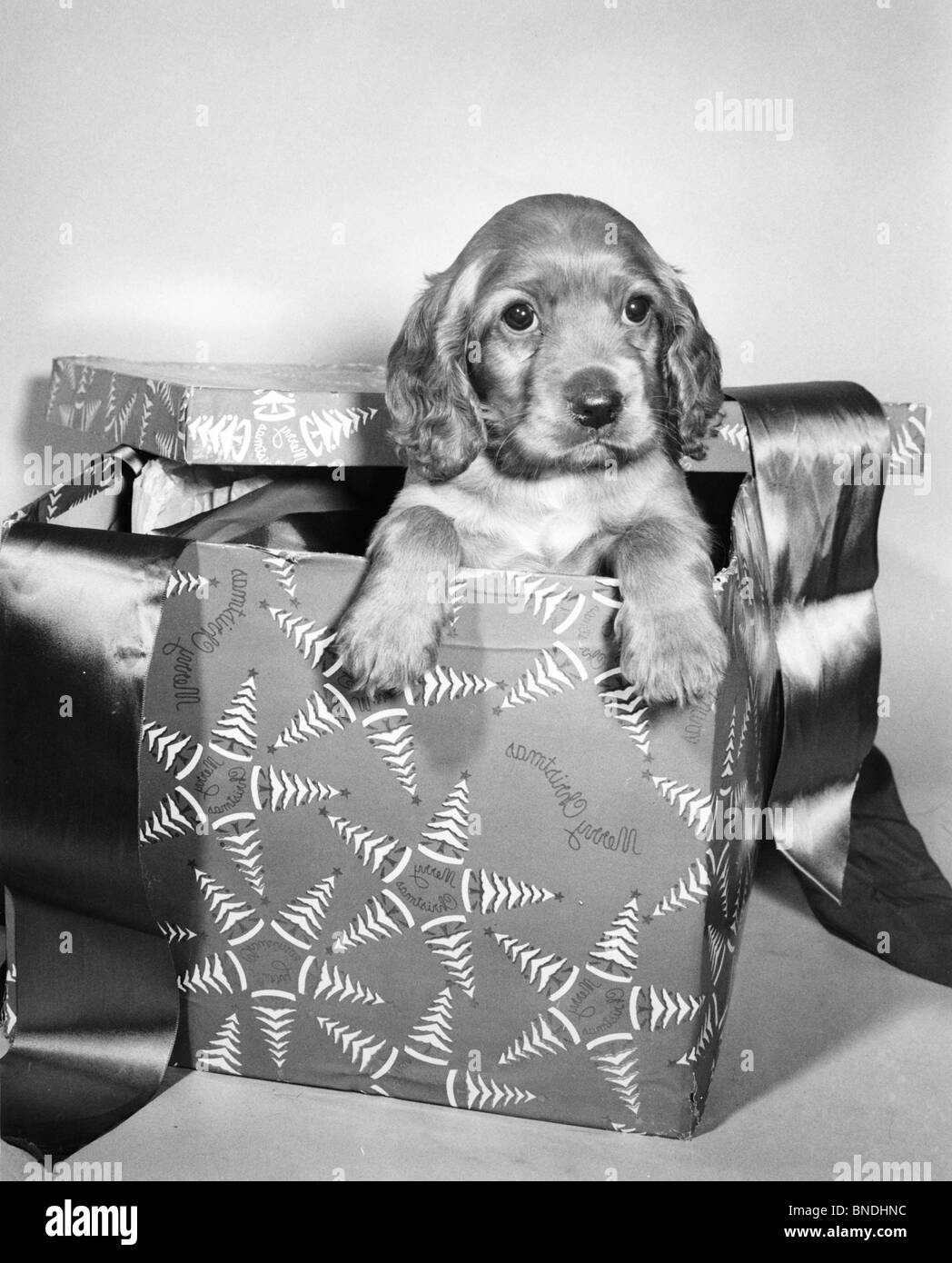 Close-up d'un chiot dans un cadeau de Noël Banque D'Images