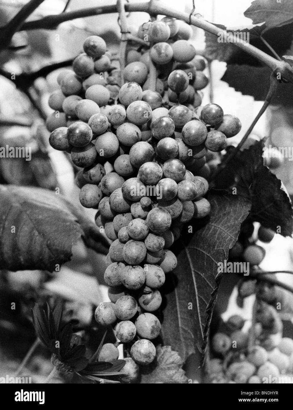 Close-up d'une grappe de raisins dans une vigne Banque D'Images