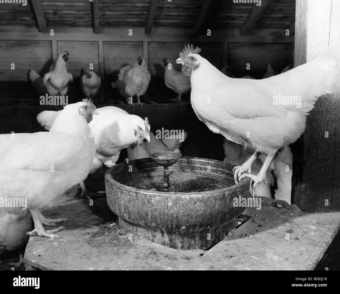 Des poulets dans un poulailler Banque D'Images