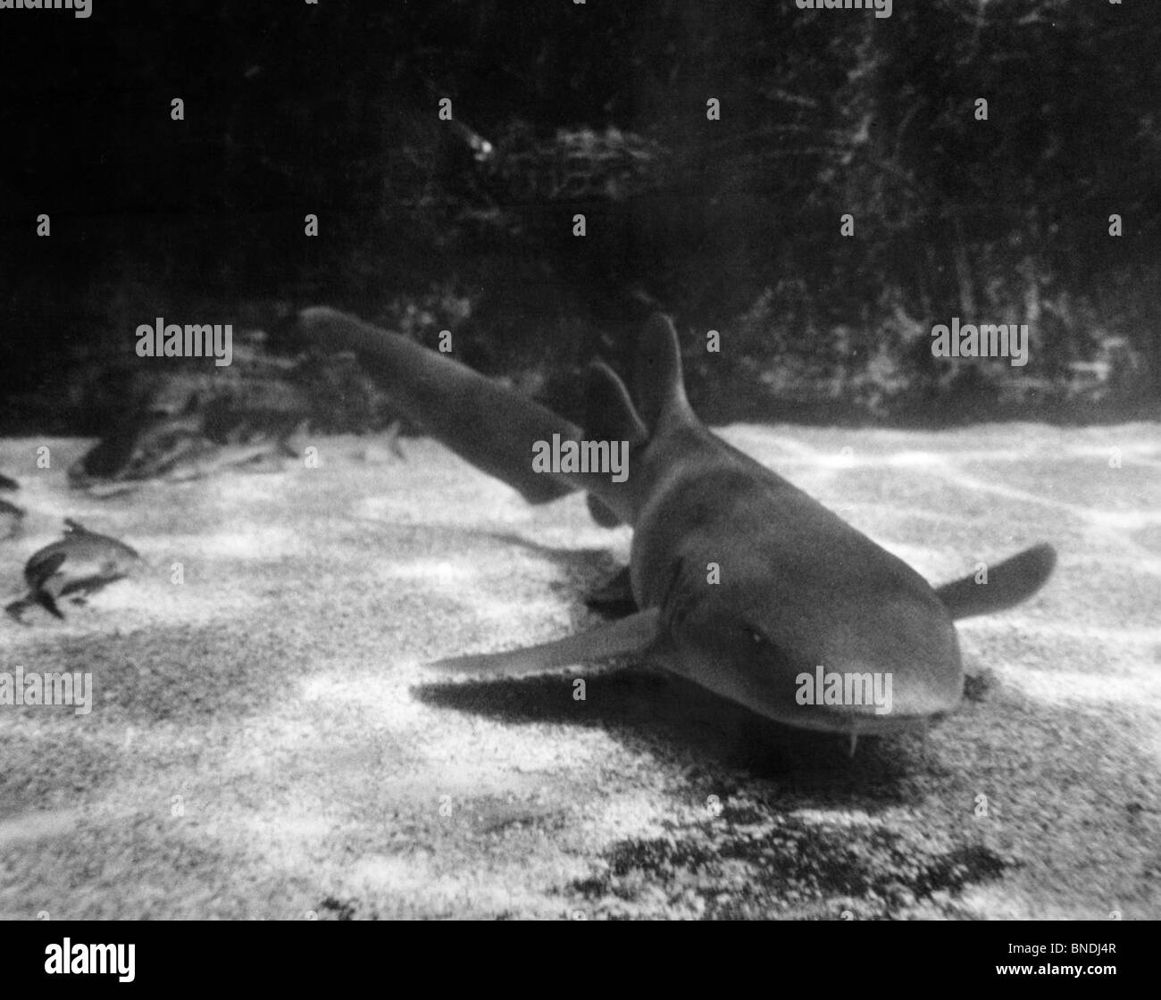 Shark swimming underwater Banque D'Images