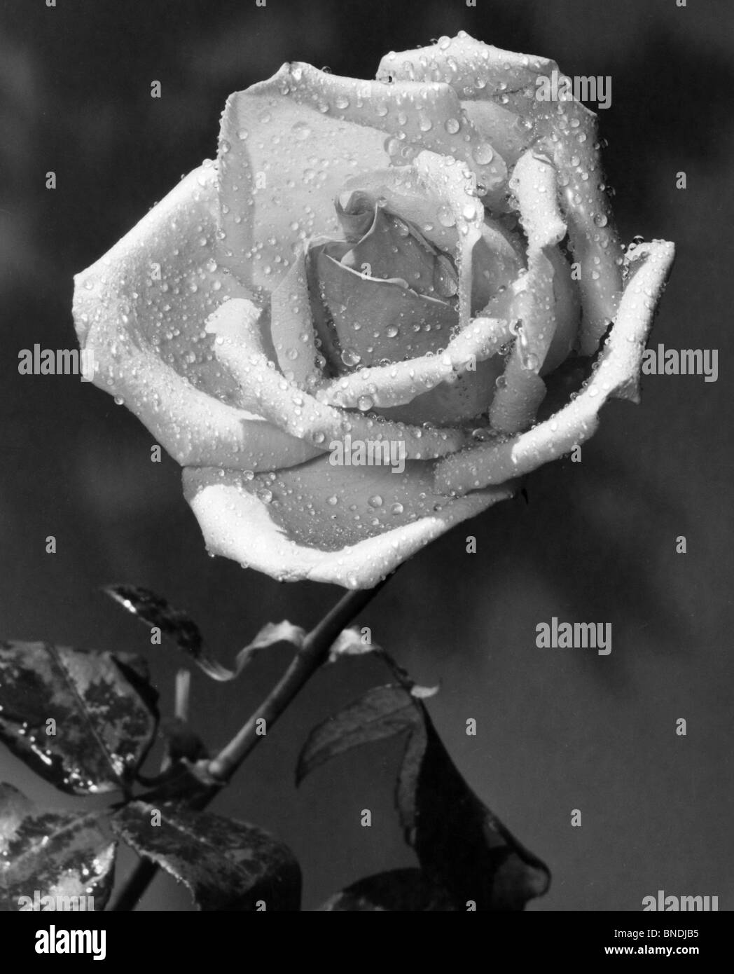 Close-up d'une rose couverte de la rosée Banque D'Images