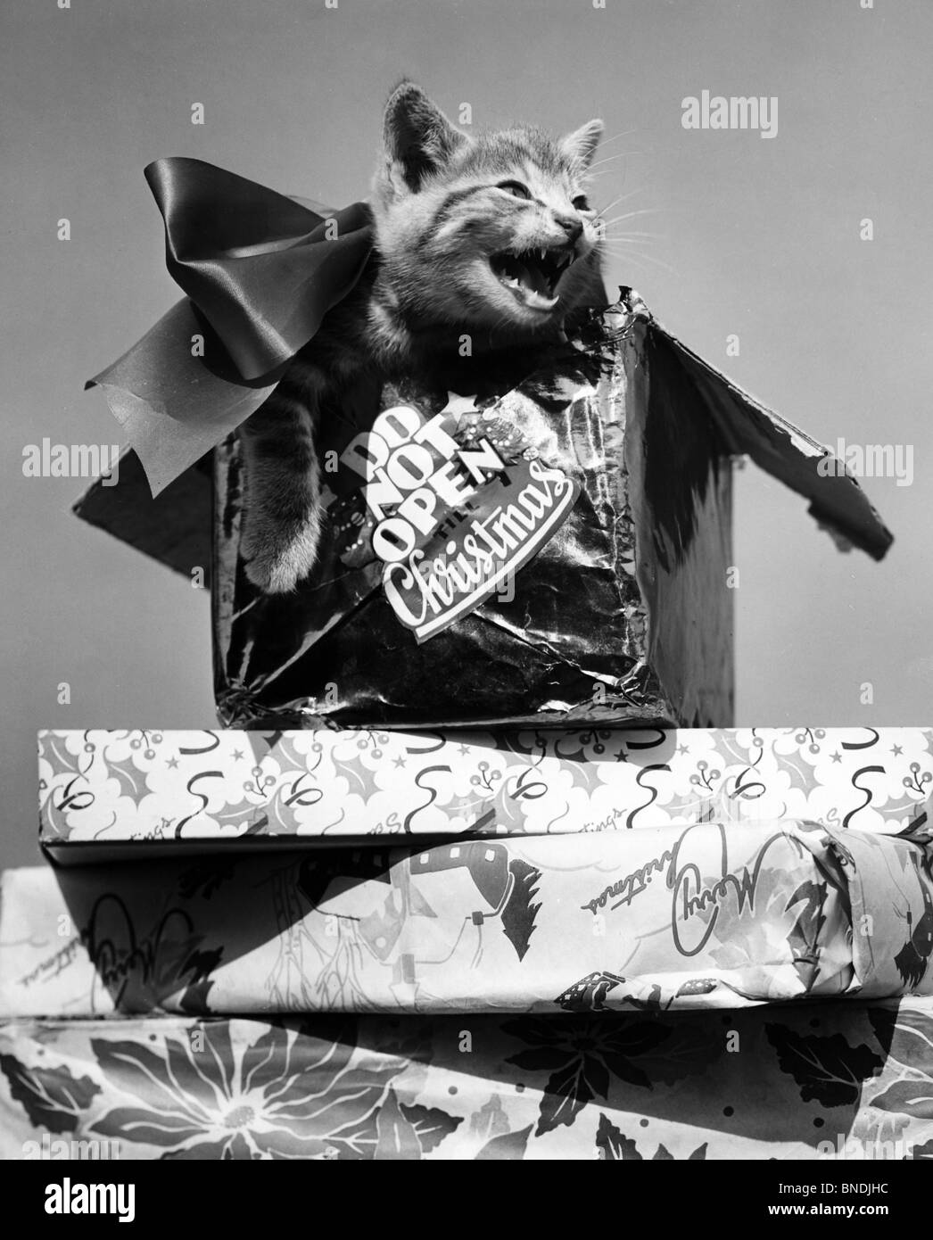 Close-up of cat meowing dans un cadeau de Noël Banque D'Images