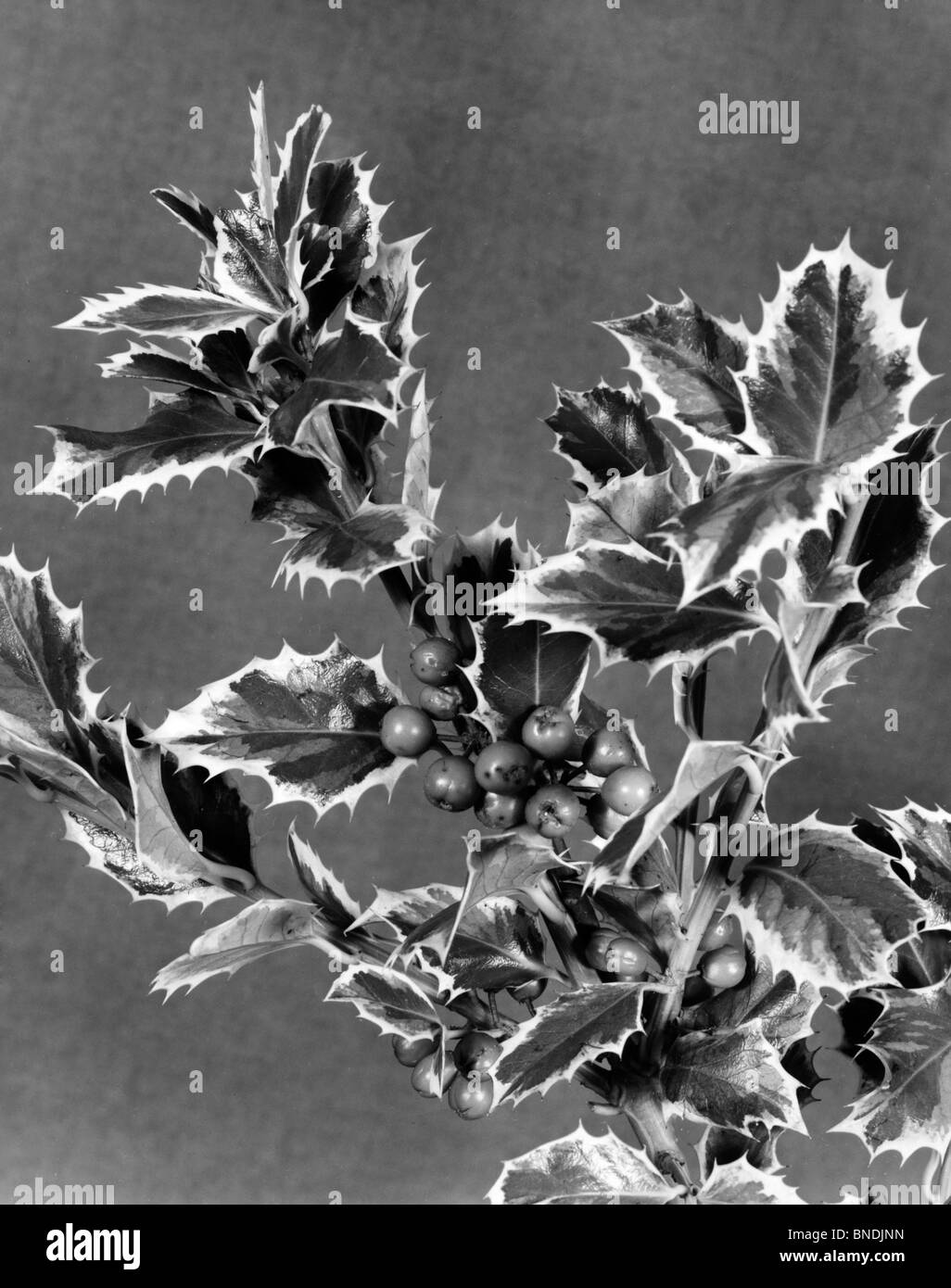 Close-up de feuilles et baies de houx Banque D'Images