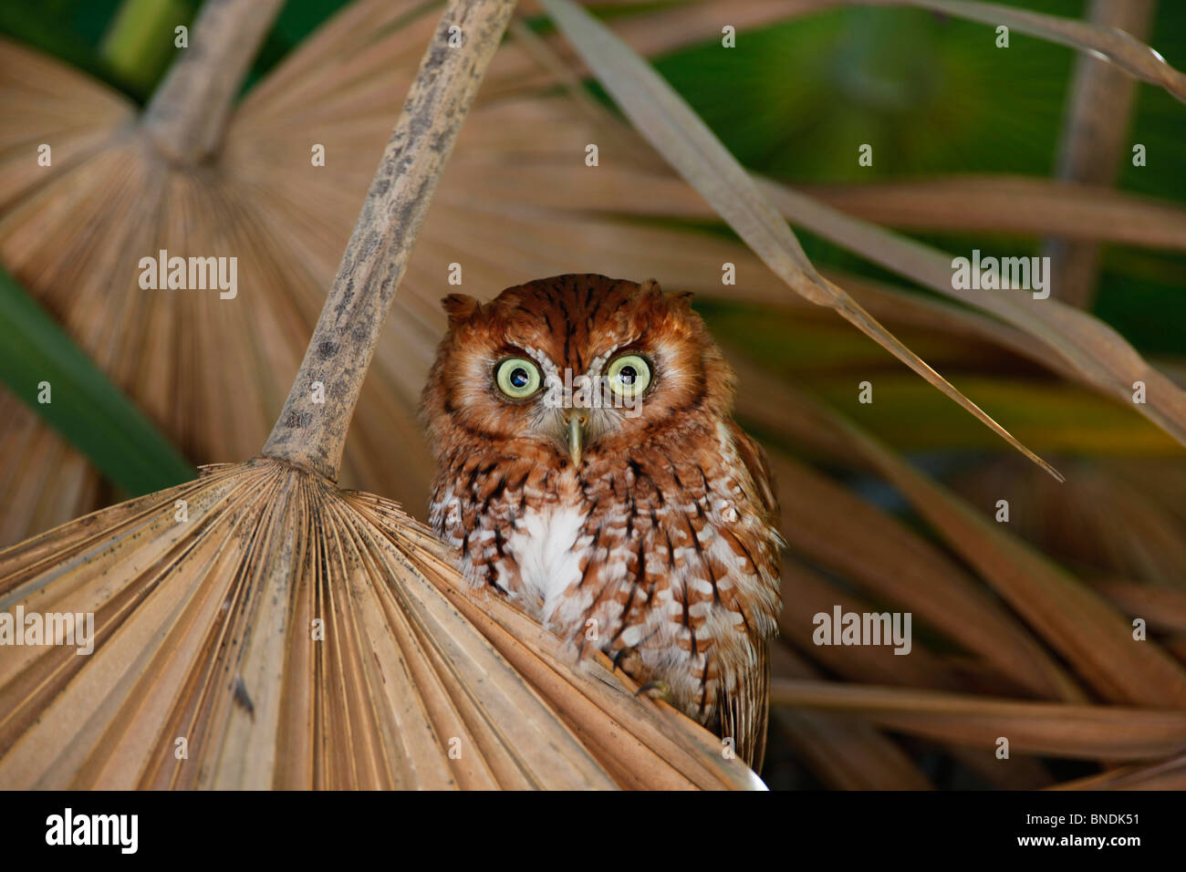 Le petit-duc maculé est un petit, nocturne, woodland Owl. Il y a deux formes de couleur gris, une phase et une phase rouge-brun Banque D'Images