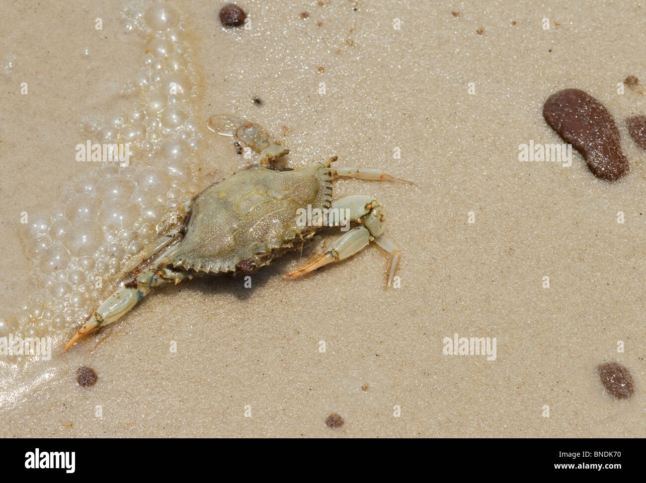 Un crabe morts échoués sur la rive avec des résidus d'huile de la British Petroleum d'hydrocarbures. La côte du golfe du Mississippi, juillet 2010. Banque D'Images