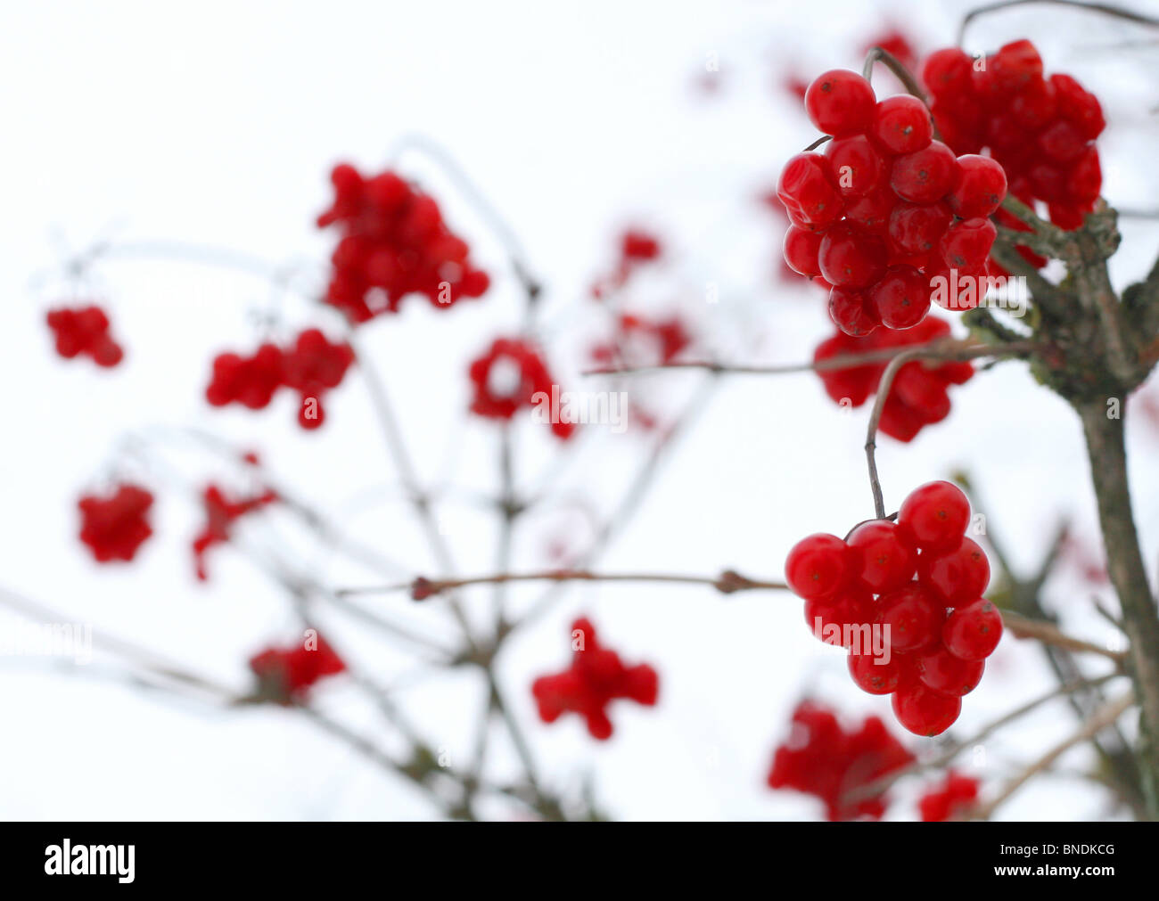 Close-up of red viburnum baies couvertes de neige Banque D'Images