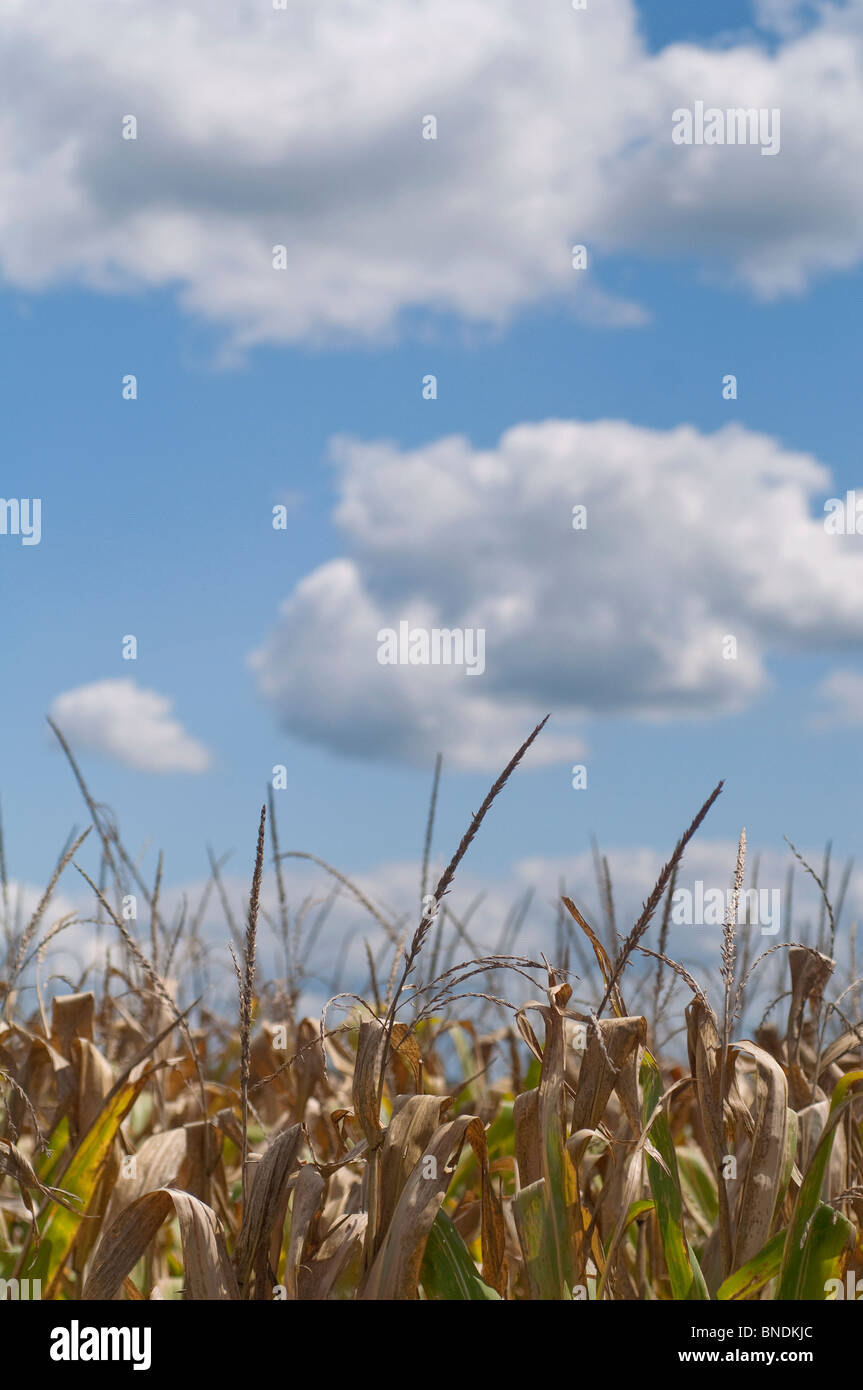 Vue d'un champ de maïs à pampilles contre un ciel nuageux, ciel bleu au Missouri. Banque D'Images