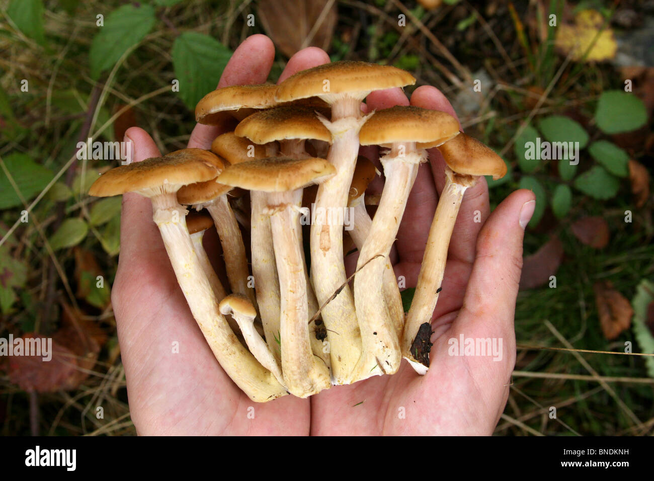 Les champignons agaric de miel dans les mains Banque D'Images