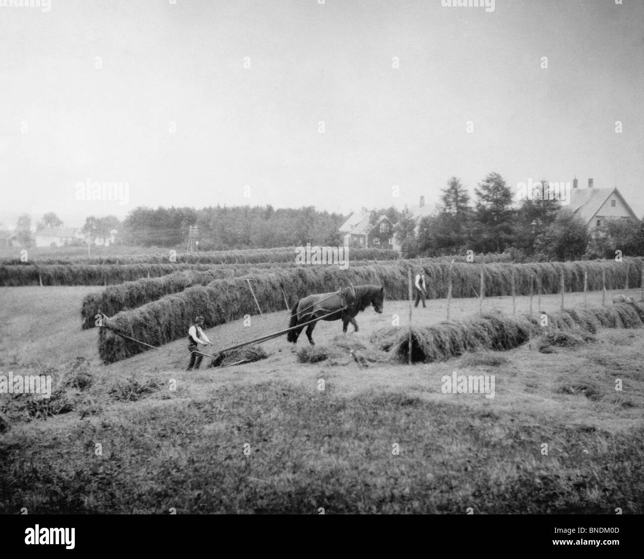 La récolte de foin de la Norvège Banque D'Images